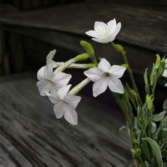 Jasmine Tobacco Seeds – 100+ Night Scented Flowers, Nicotiana Alata, Fragrant Evening Bloom, Pollinator Friendly Garden Plant