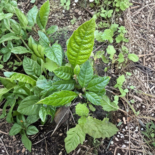 Loquat Fruit Trees – Live Plants Set of 2 Bare Root Seedlings | Tropical Eriobotrya japonica for Indoor Outdoor Garden
