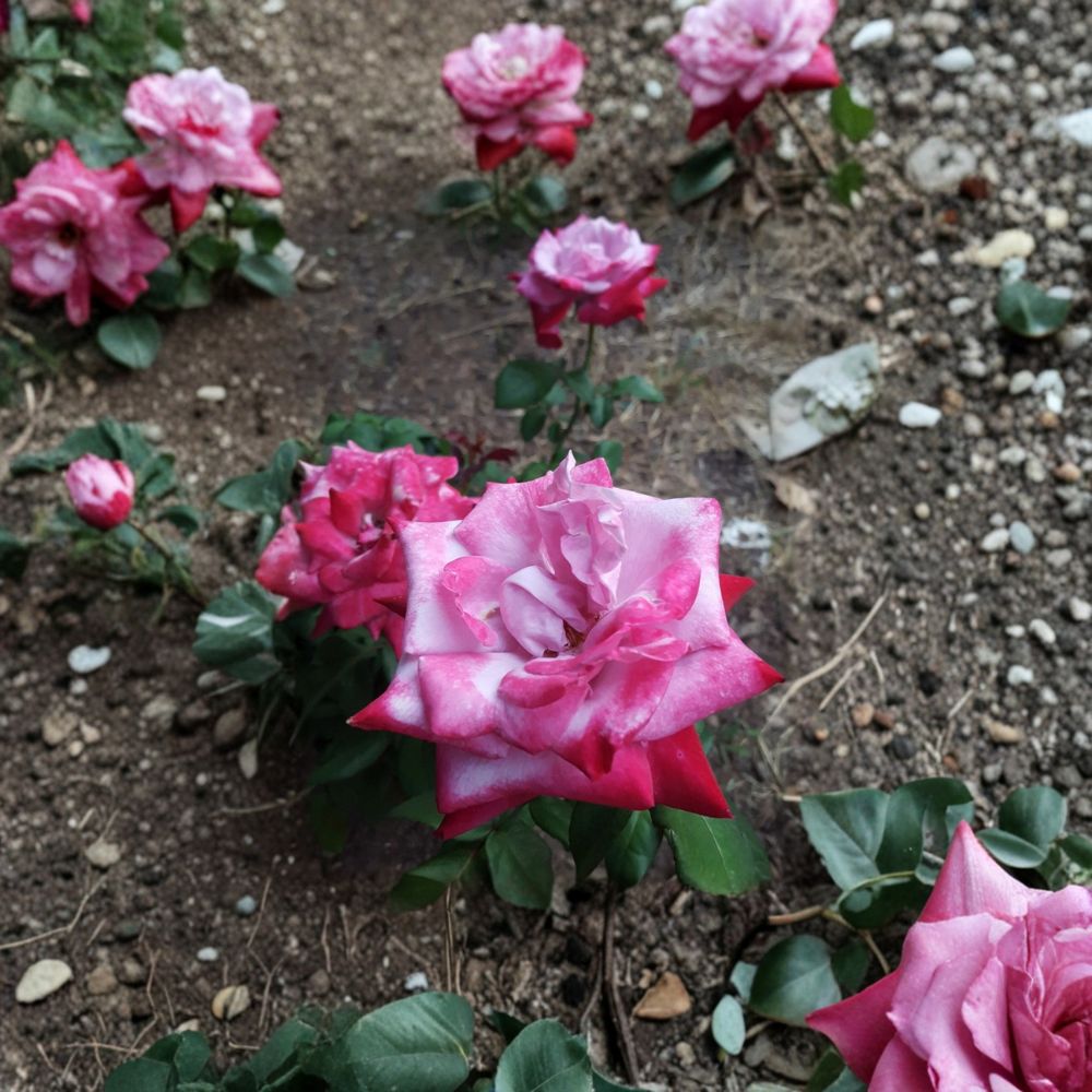 Paradise Hybrid Tea Rose – Lavender Pink Magenta Live Bush Plant | Fragrant Large Blooms | Easy to Grow Garden Rose