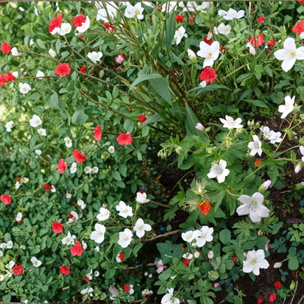 Trevor’s White Geranium Seeds – 25+ Pelargonium Flower Seeds for Garden, Patio & Container Blooms
