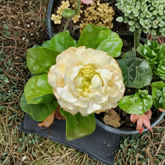 Grand Duke of Tuscany Jasmine Plant Set of 2 | Jasminum sambac | Double Bloom Arabian Jasmine | Highly Fragrant Live Starters