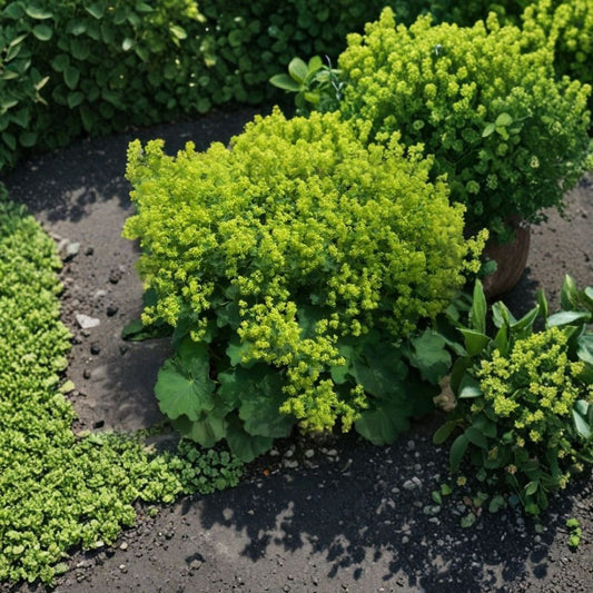Lady’s Mantle Seeds – 100 Alchemilla mollis Hardy Perennial Flower for Pollinator Gardens