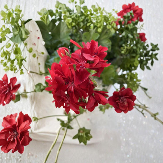 Organic Red Geranium Cuttings – Pelargonium Live Plant Propagation Set of 6 – Bright Red Blooms, Patio & Container Friendly