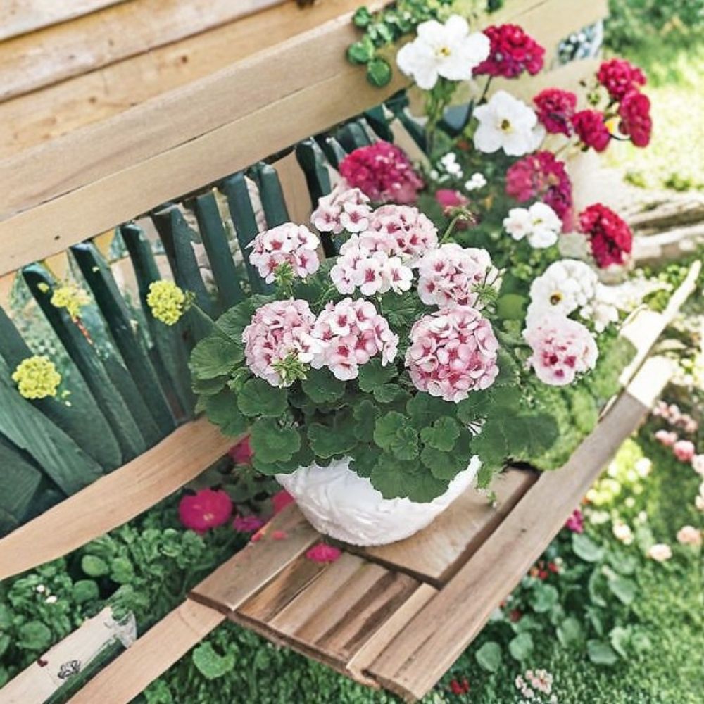 Geranium Maverick Star Pelargonium Seeds – Blush Pink Blooms with Deep Pink Eye, Easy to Grow, Garden & Pot Friendly, 100 Seeds