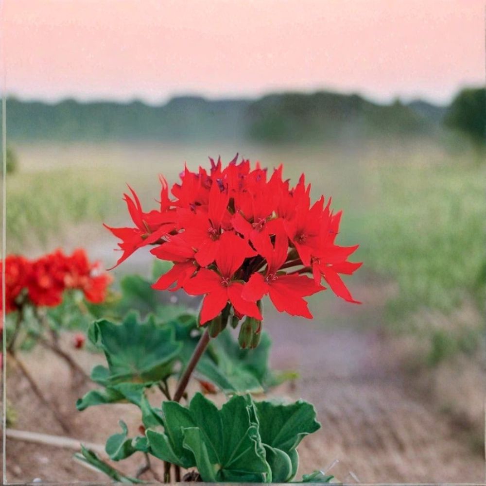 Quantum Red Geranium Seeds – 100 F1 Pelargonium Bright Red Star Flower Seeds for Garden & Containers