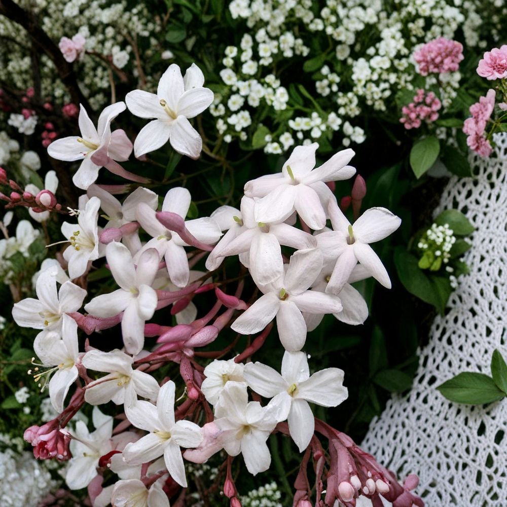 Pink Jasmine Plant – Jasminum polyanthum Live Vine, 6–10 Inch Starter, Fragrant Winter Blooming Climber for Indoor Outdoor Gardens