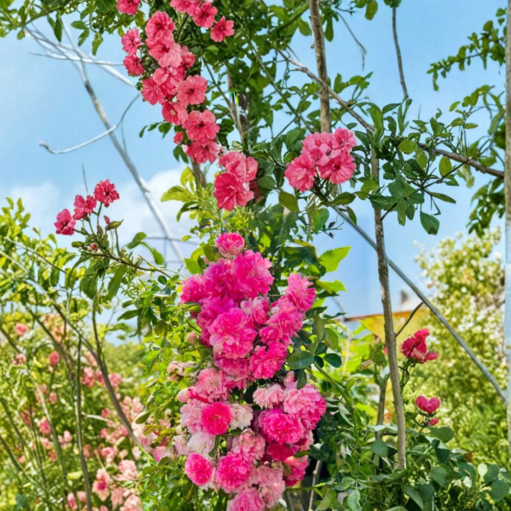Seven Sisters Rose – Rosa multiflora Live Plant | Pink Rambler Climbing Rose | Fragrant Cottage Garden Vine | Potted Rose