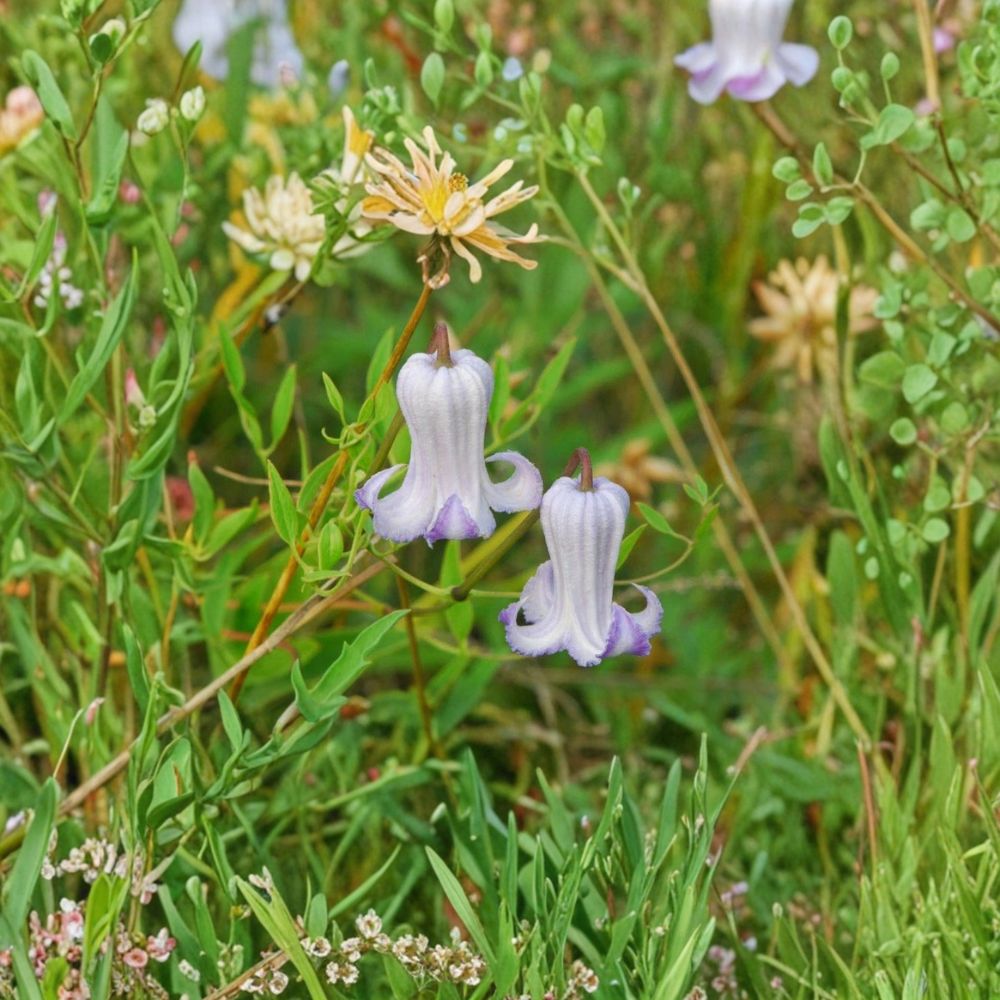 Clematis crispa Seeds – Curly Swamp Leatherflower Blue Jasmine Native Climbing Vine Pollinator-Friendly Plant, 5 Seeds