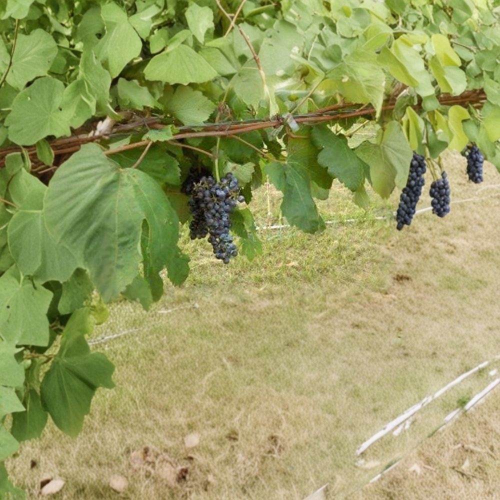 Black Manukka Seedless Grape Vine – Live Fruit Plant, Self-Fertile, Easy to Grow, 1 Gallon Vineyard Vine, Fresh Seedless Grapes