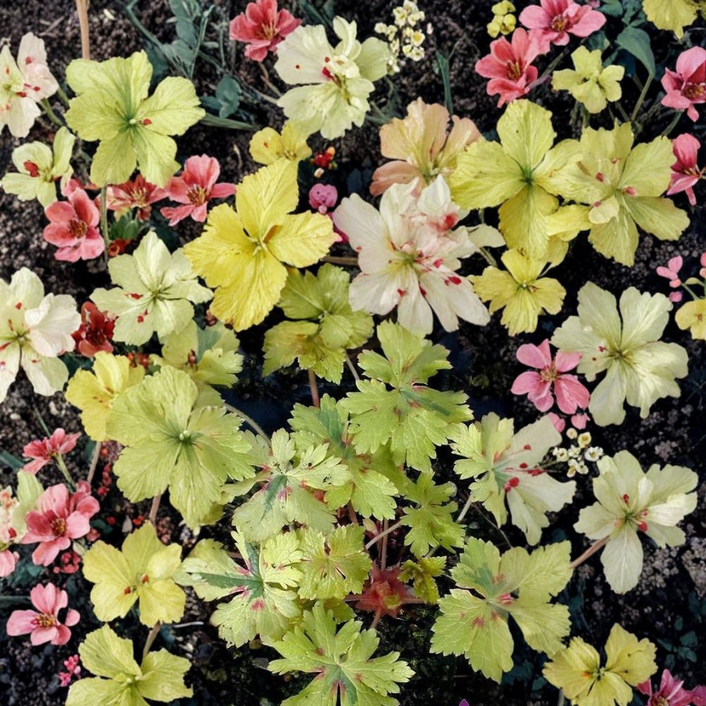 Spring Fling Geranium Seeds – 25+ Premium Flower Seeds for Bright Garden Blooms, Patio & Container Gardening, Easy to Grow