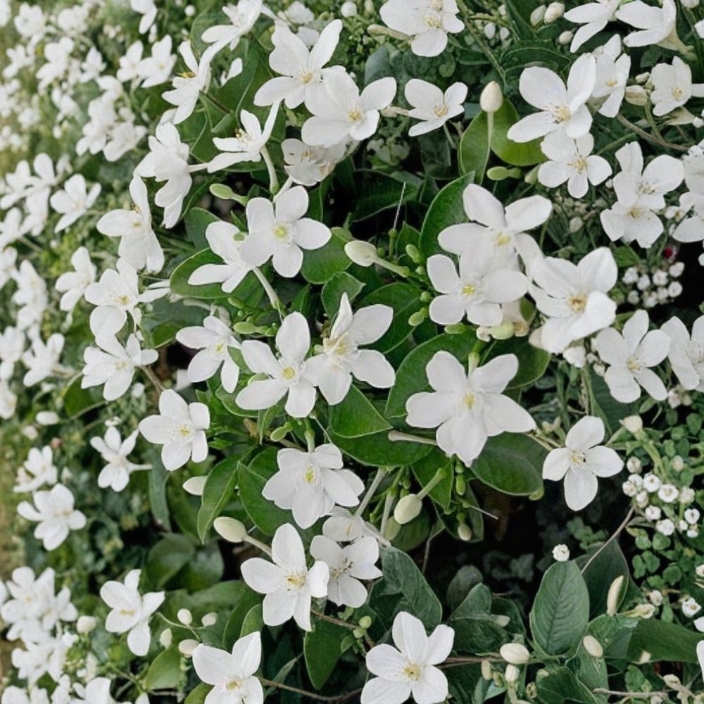Asian Snow Jasmine Live Starter Plant – 2-8 Inches Tall, Fragrant White Blooms, Rooted in Pot, Indoor & Outdoor Wrightia antidysenterica