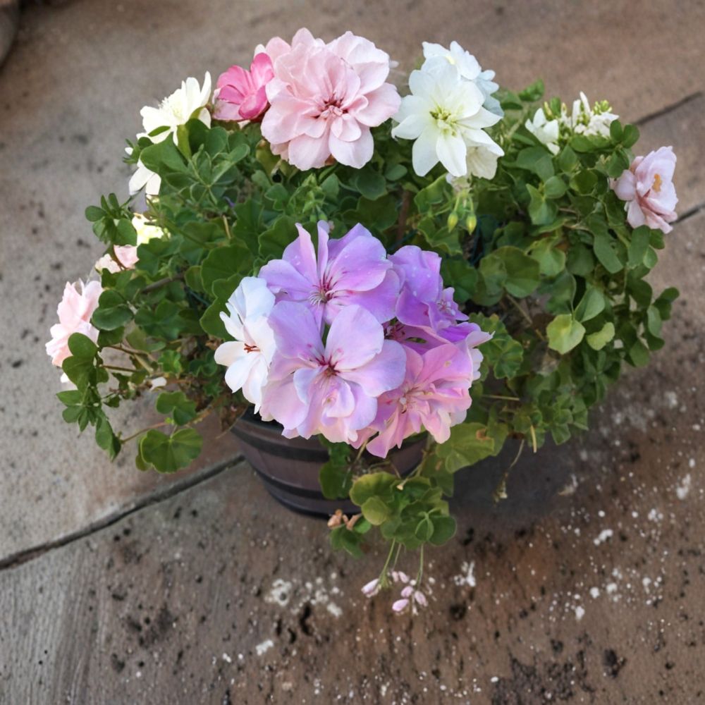 Double Soft Pink Ivy Geranium Cuttings – Pelargonium Trailing Flowering Plant for Baskets & Containers, Easy to Propagate