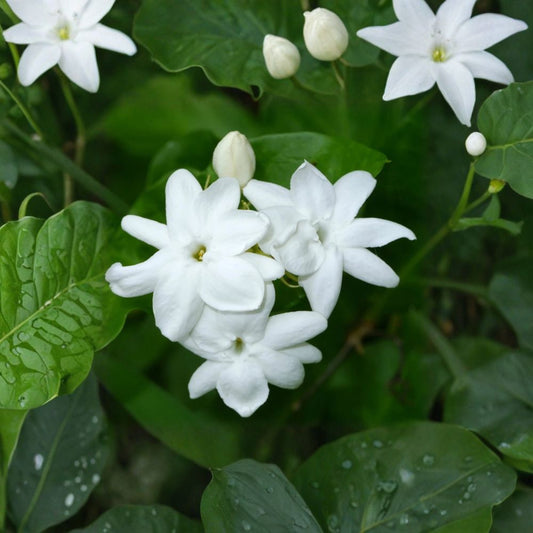 Live Arabian Jasmine Plant – Jasminum sambac, Fragrant White Flowering Vine, Indoor Outdoor Tropical Plant, 15 Inch Tall
