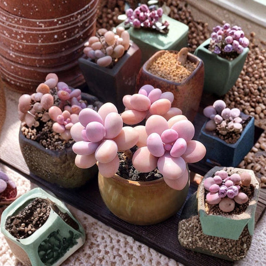 Moonstone Succulent Plant – Pachyphytum oviferum Thick Leaf Cactus in 2-Inch Pot – Rare Moonstone Houseplant for Indoor Decor