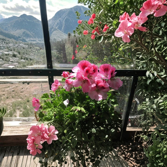Martha Washington Geranium Cuttings – 4 Mixed Pelargonium Plants for Indoor & Outdoor Flowering Gardens