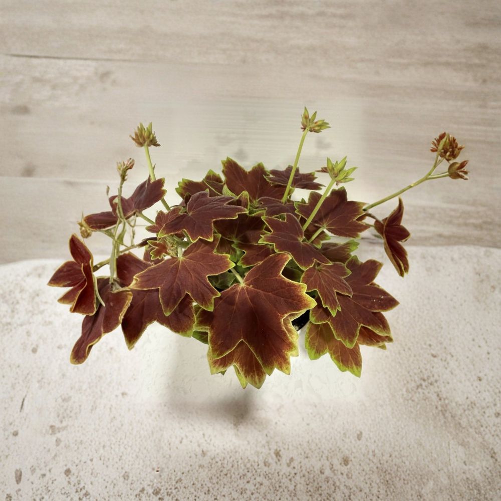 Vancouver Centennial Brocade Geranium Live Plant in 4 Inch Pot, Colorful Pelargonium, Patio Flower, Easy to Grow, Garden Plant