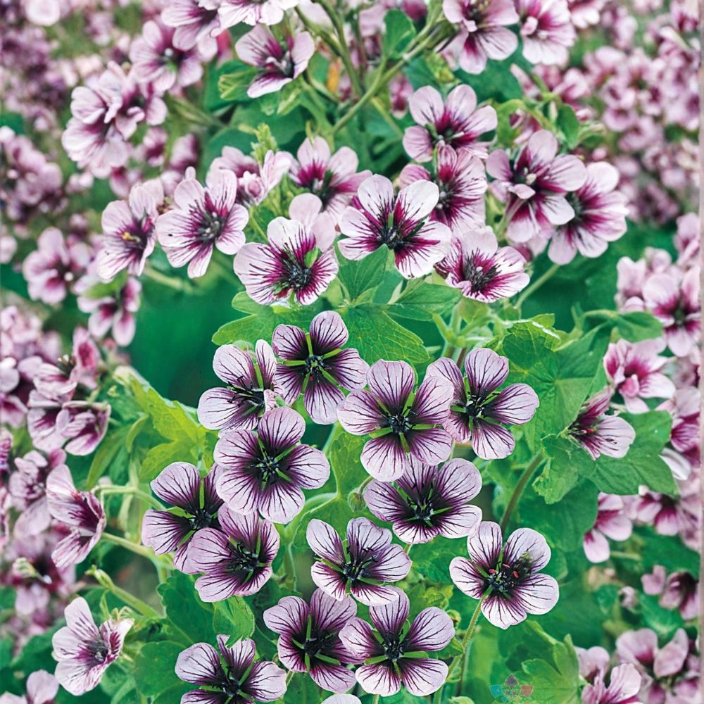 Salome Geranium Seeds – 25+ Premium Flower Seeds for Patio & Container Gardens – Colorful, Easy-to-Grow Annuals