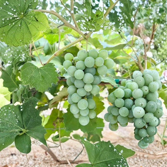 Niagara Grape Cuttings – 5 Pack | Vitis labrusca White Grape Propagation | Sweet Aromatic Table Grape | Home Vineyard Plant