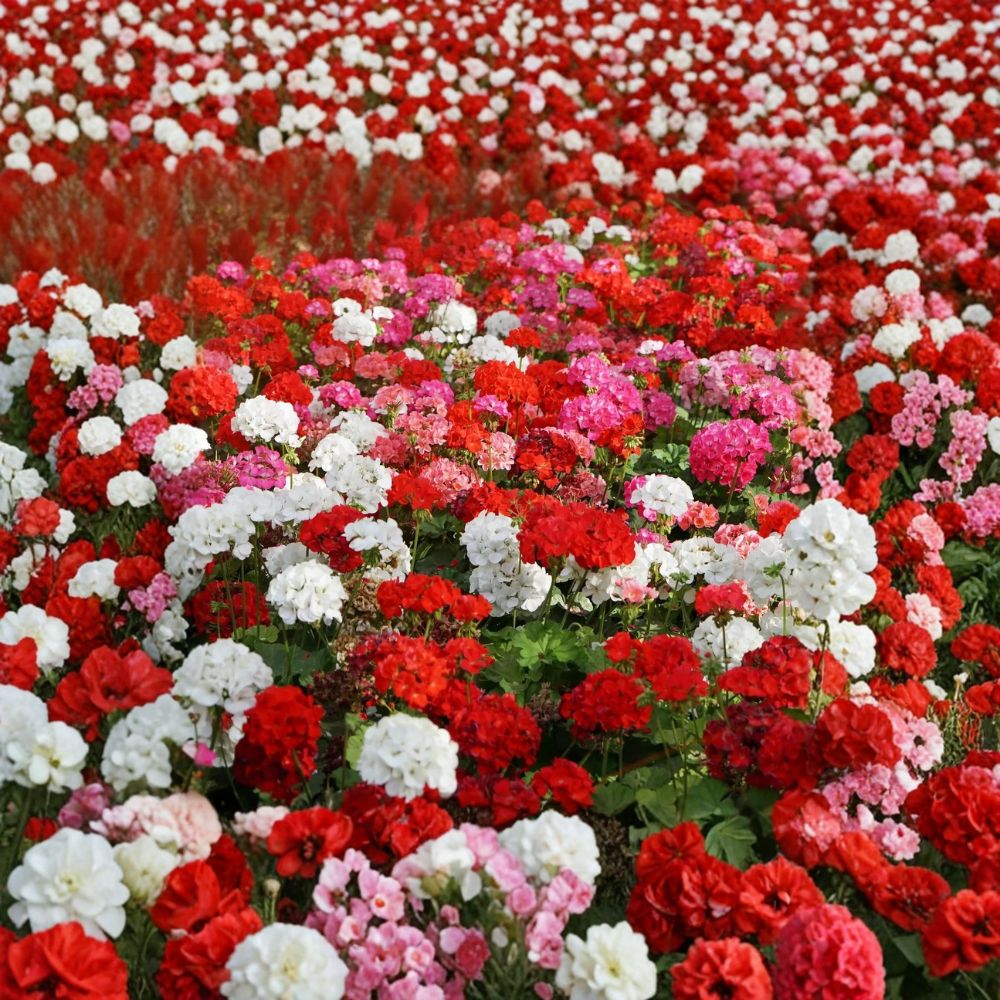 100 Annual Geranium Flower Seeds – Pelargonium Zonale Mix with Scarlet, White, Violet, Rose Blooms – Non-GMO Garden Seeds