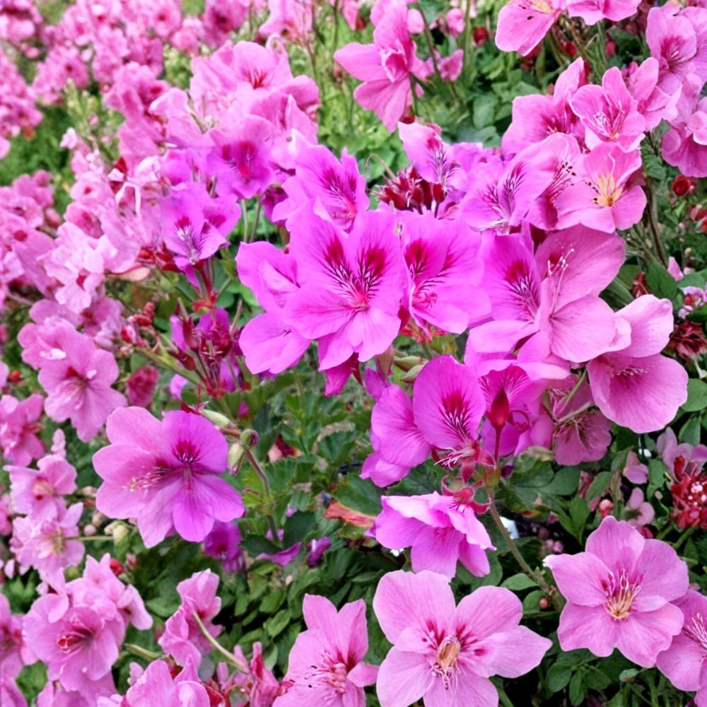 Purple Pink Regal Geranium Cuttings – Pelargonium x domesticum, 6-Inch Unrooted Live Plant Set with Orchid-Like Purple Pink Blooms