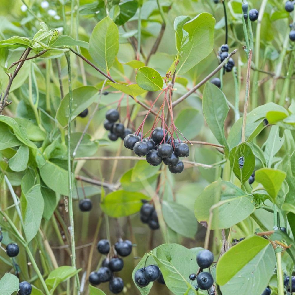 Black Chokeberry Live Plant – Edible Berry Shrub, Self-Pollinating Superfruit, Aronia melanocarpa, Zones 3-9
