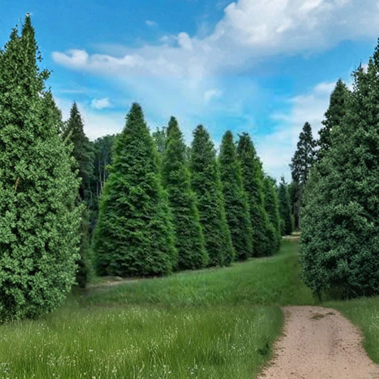 Green Giant Arborvitae Live Starter Plants – Thuja plicata 6-12 Inch Bare Root Trees, Fast Growing Privacy Hedge, Evergreen Screen, 10 Pack