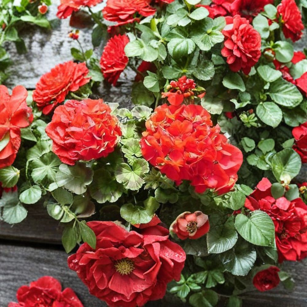 Ringo 2000 Deep Red Geranium Seeds – 100 Pelargonium Seeds for Garden, Container, Bright Red Flowers