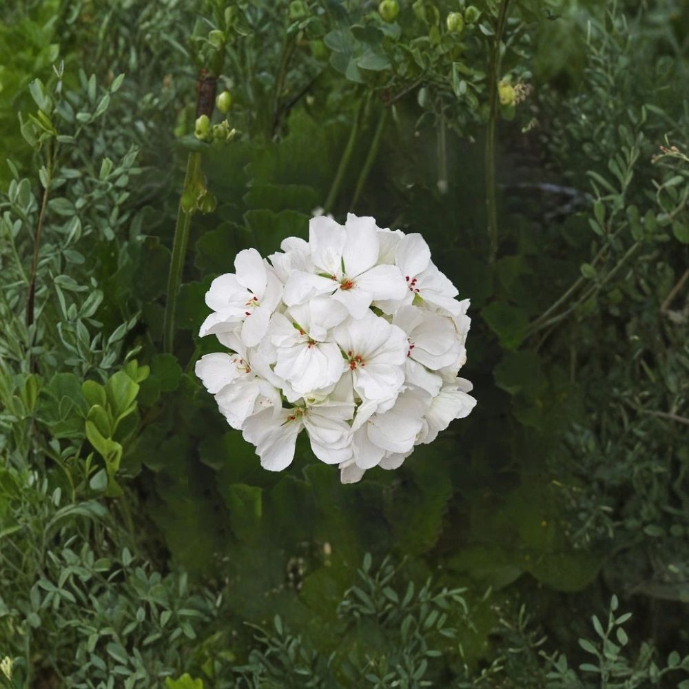 Patriot White Geranium Live Plant – 4-Inch Potted Pelargonium for Garden and Indoor Decor, Easy Care Summer Blooming Flower