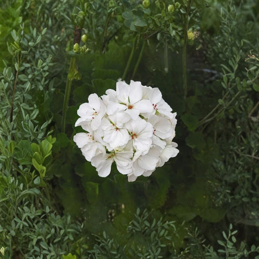 Patriot White Geranium Live Plant – 4-Inch Potted Pelargonium for Garden and Indoor Decor, Easy Care Summer Blooming Flower