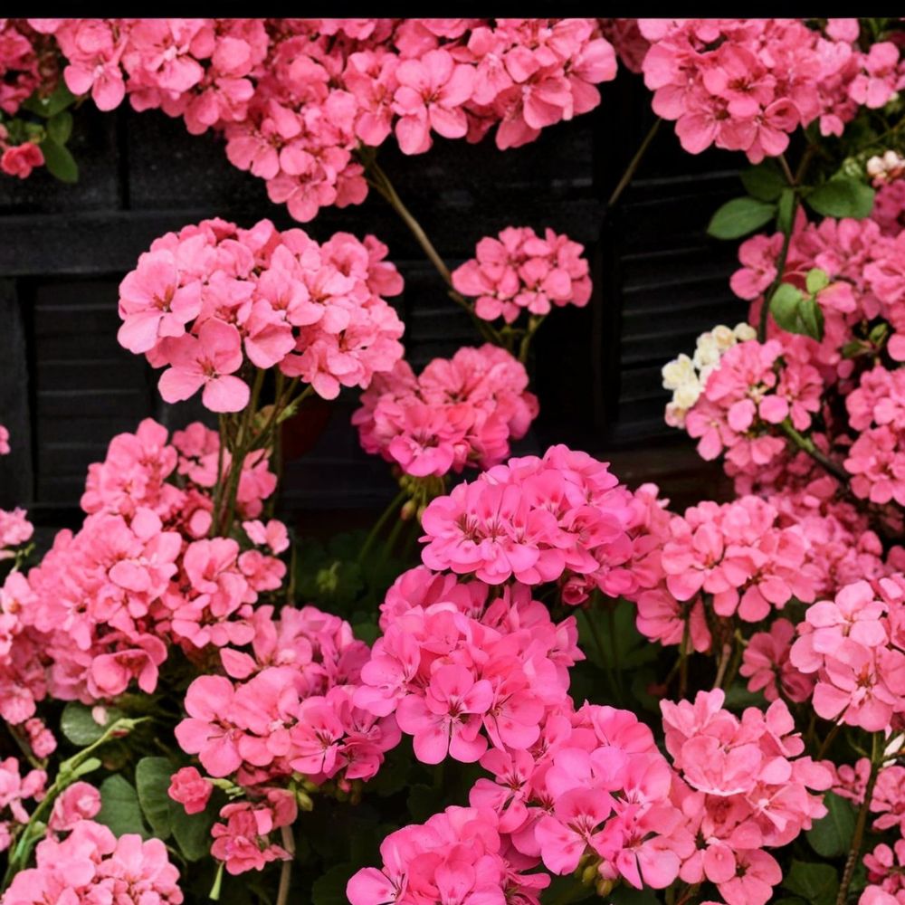 Patriot Tickled Pink Geranium Seeds – 25+ Bright Pink Flower Seeds for Garden, Patio & Container, Easy to Grow Pelargonium x hortorum