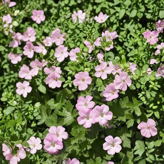 Mavis Simpson Geranium Seeds – 25+ Premium Flower Seeds for Garden, Patio & Container, Hardy, Easy to Grow, Vibrant Blooms