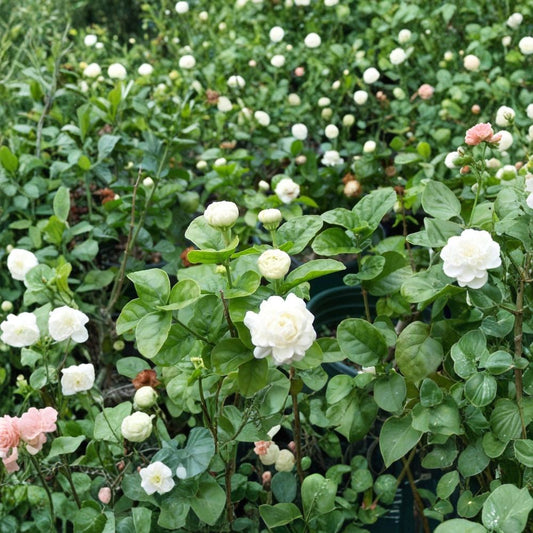 Grand Duke of Tuscany Jasmine Plant – Jasminum sambac Live Starter in Pot, Highly Fragrant Double Bloom Arabian Jasmine, Small Rooted Plant