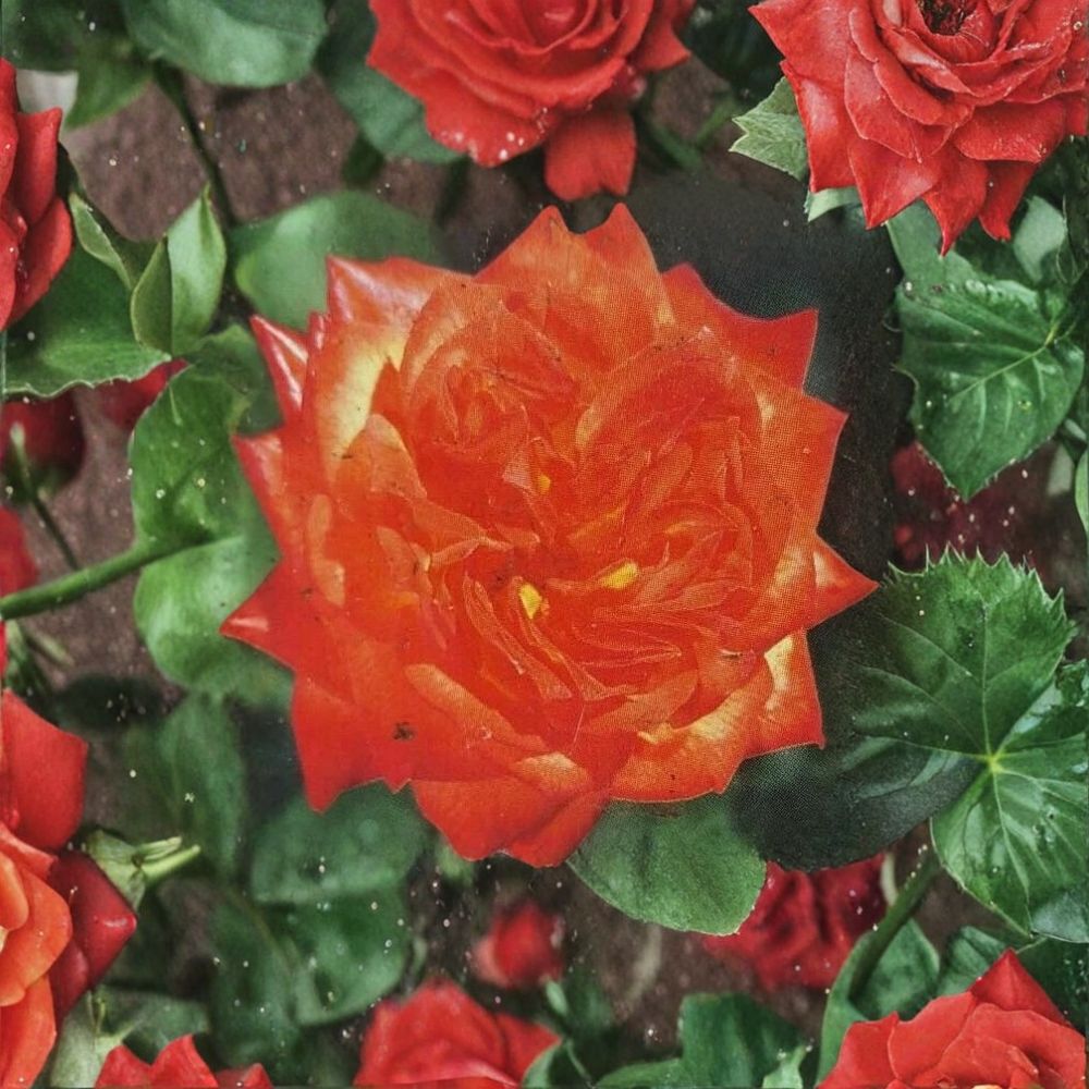Charisma Floribunda Rose – Multicolor Live Bush Plant | Red, Orange, Yellow Blooms | Easy Care Garden Rose Shrub