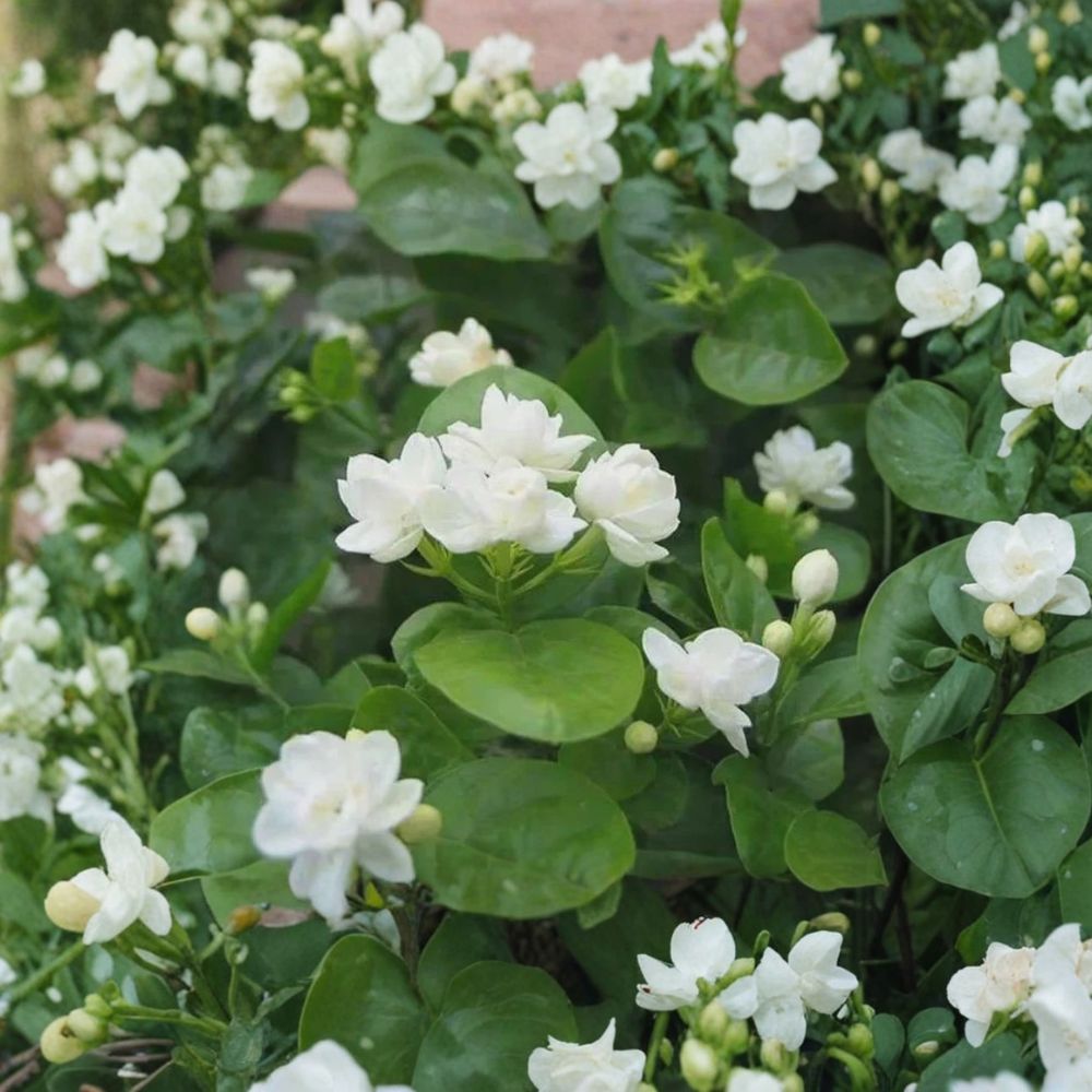 Arabian Jasmine Seeds – 10 Pack, Jasminum sambac, Fragrant White Flowers, Indoor Outdoor Garden Plant, Bonsai Suitable