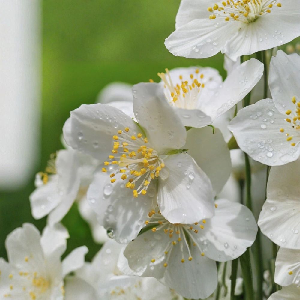 Sweet Mock Orange Live Starter Plant – Fragrant White Flowering Shrub – Philadelphus spp. for Garden, Hedge & Outdoor Landscaping