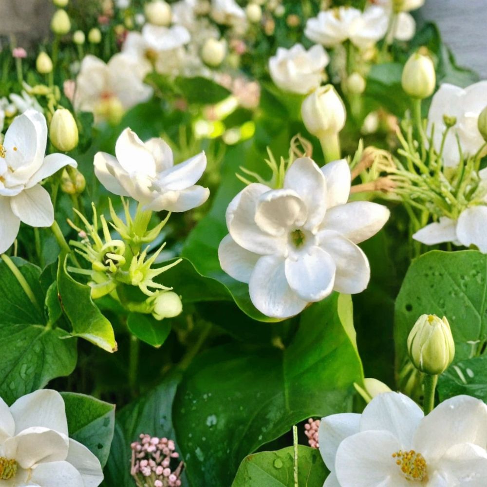 Jasmine Plant Live – Jasminum sambac 10 Inch in 3.5 Inch Pot, Fragrant Flowering Houseplant, Indoor Outdoor Arabian Jasmine