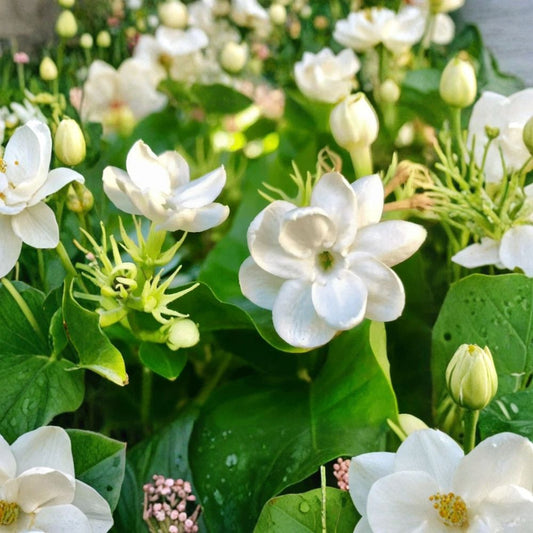 Jasmine Plant Live – Jasminum sambac 10 Inch in 3.5 Inch Pot, Fragrant Flowering Houseplant, Indoor Outdoor Arabian Jasmine