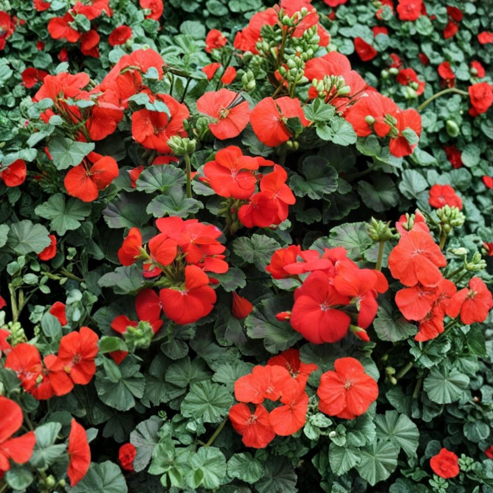 Pinto Deep Red Geranium Seeds – 15 Pelargonium Flower Seeds for Garden, Pots & Containers, Bright Red Blooms, Easy to Grow