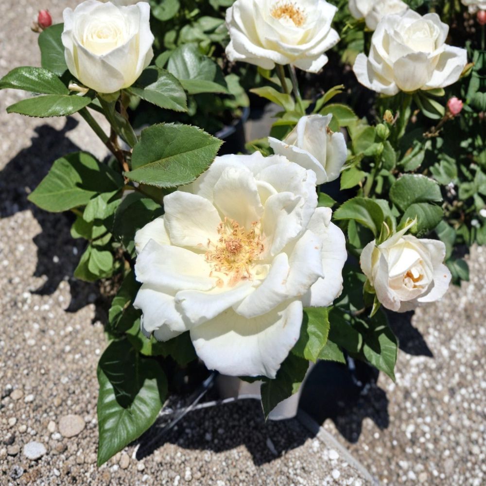 White Lightnin Grandiflora Rose – Live Bush Plant, Large White Blooms, Easy to Grow Garden Rose, Scientific Name: Rosa grandiflora