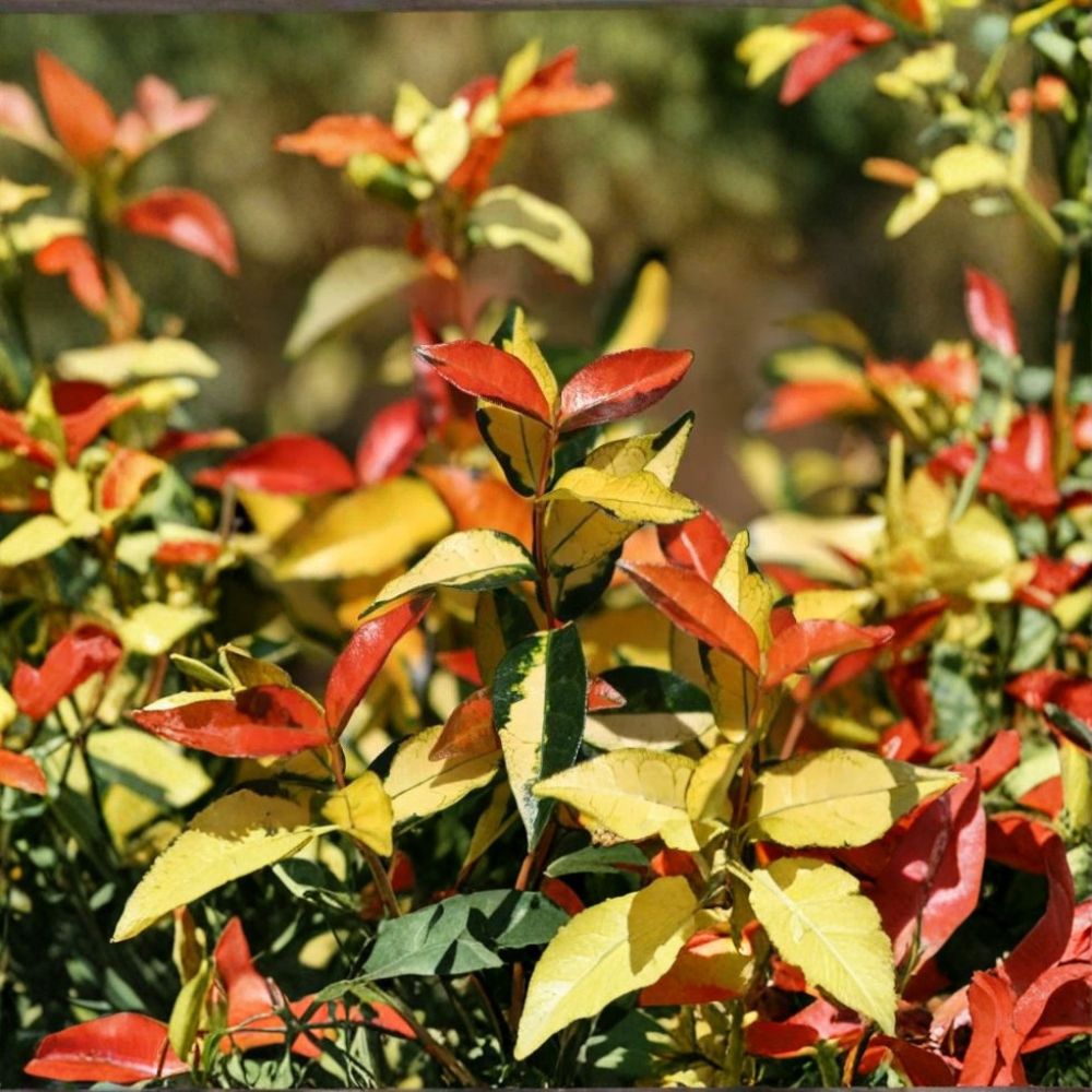 Asiatic Jasmine ‘Ogon Nishiki’ Live Starter – Variegated Climbing Vine Groundcover Plant for Indoor Outdoor Gardens