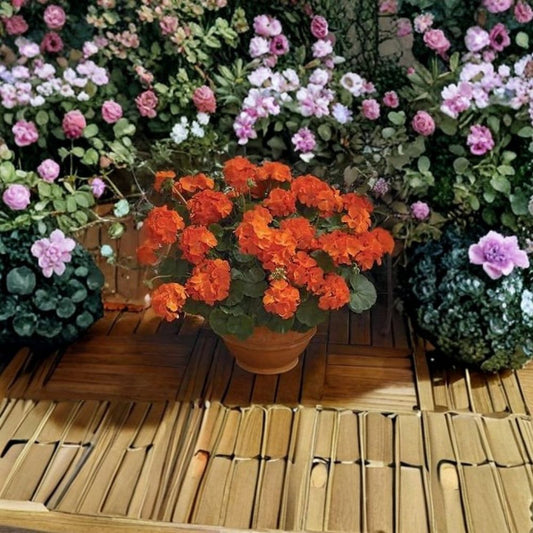 Maverick Orange Geranium Seeds – 100 Zonal Pelargonium Seeds for Bright Orange Garden & Patio Flowers