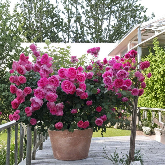 Parade Climbing Rose Live Plant | Large Pink Double Blooms | Hardy Repeat Flowering Garden Rose | Rosa
