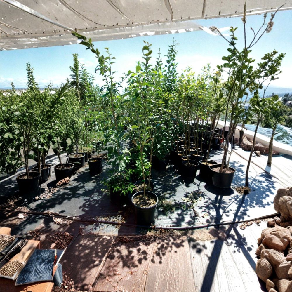Empire Apple Tree – Malus domestica Live Fruit Tree, 4–6 Feet Tall, Sweet Juicy Apples, Home Orchard, Easy to Grow