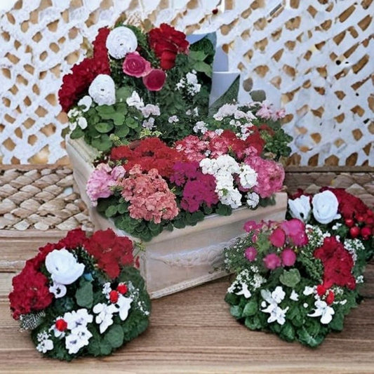Multibloom Mix Geranium Seeds – 100 Pelargonium Seeds for Continuous Blooming, Assorted Colors, Garden & Container Planting
