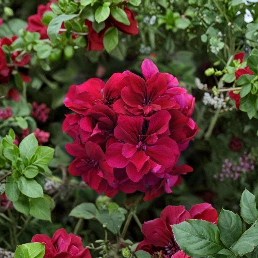 Burgundy Geranium Starter Plant – Live Pelargonium Flower Plant for Patio & Garden, Vibrant Red Blooms, Easy Care, Outdoor Garden Plant