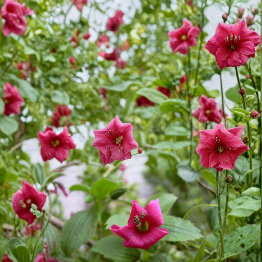 Hawaii Red Cranesbill Geranium Seeds – Geranium sanguineum Flower Seeds, Vibrant Red Blooms, Garden & Container Plant, Easy to Grow, 25+ Seeds