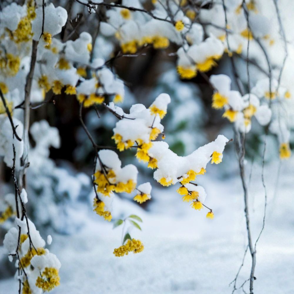 Wintersweet Tree Live Plant – Chimonanthus praecox Fragrant Winter Flowering Shrub, Japanese Allspice, Yellow Blooms, Cold Climate Hardy