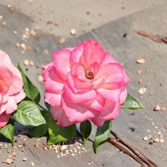 Nichole Everblooming Floribunda Rose Live Plant – 3 Gallon White Pink Blooms Flowering Garden Shrub