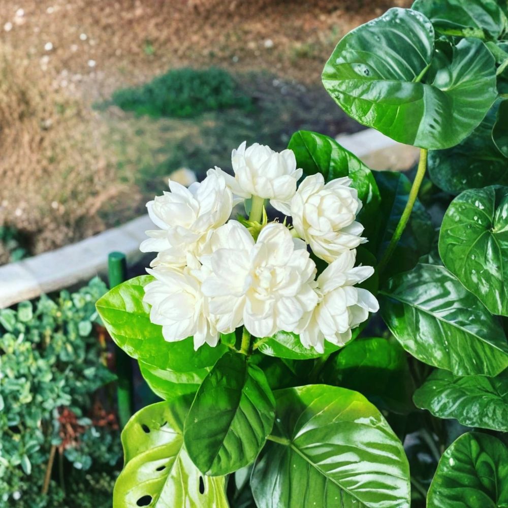 Climbing Jasmine Seeds – 200+ Pack Non-GMO Fragrant White Flower Vine for Outdoor Garden Pollinator Friendly Easy Grow