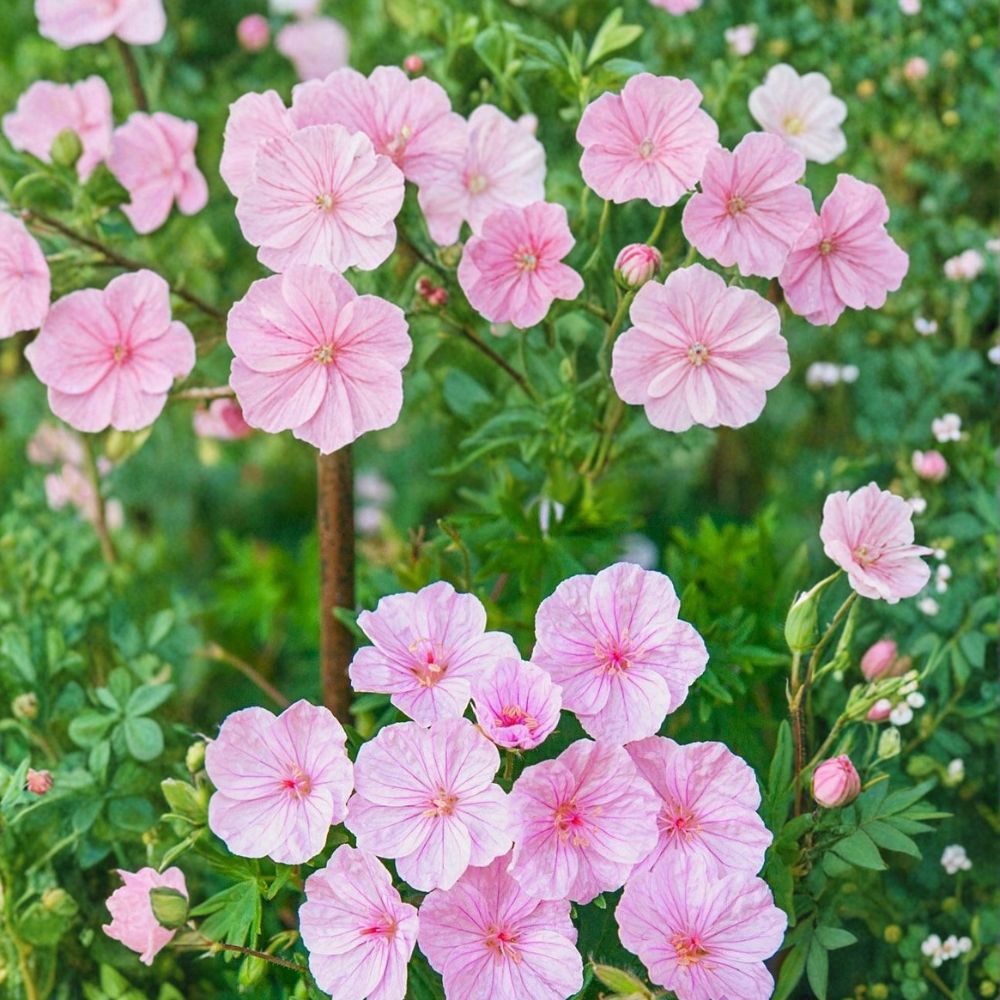 Striatum Geranium Seeds – 25+ Premium Flower Seeds for Patio & Container Gardens, Hardy, Easy to Grow, Striped Foliage, Vibrant Blooms